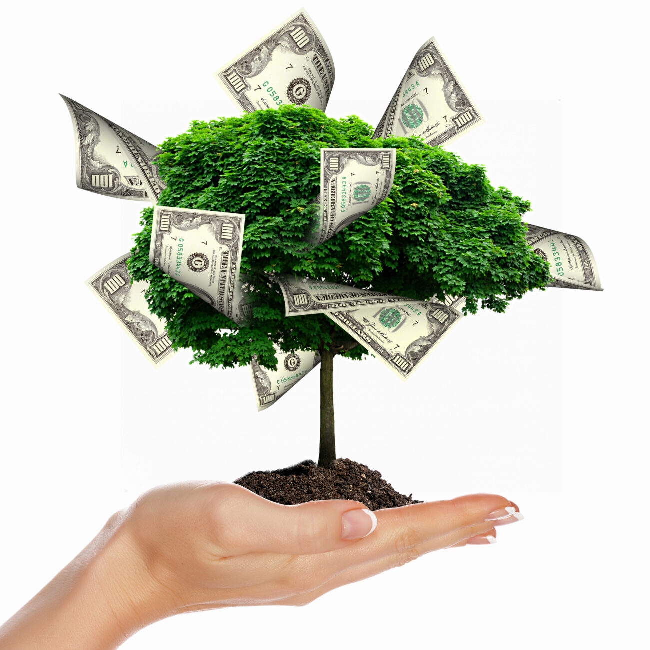 Money Tree with cuts on his hand of man. a symbol of financial success.